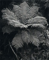 Click to Enlarge