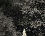 Click to Enlarge