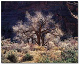 Click to enter Christopher Burkett Photographs